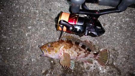 メバリングのはずが、まさかの良型ガシラ！！…