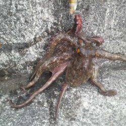 まだまだタコは釣れるよ!