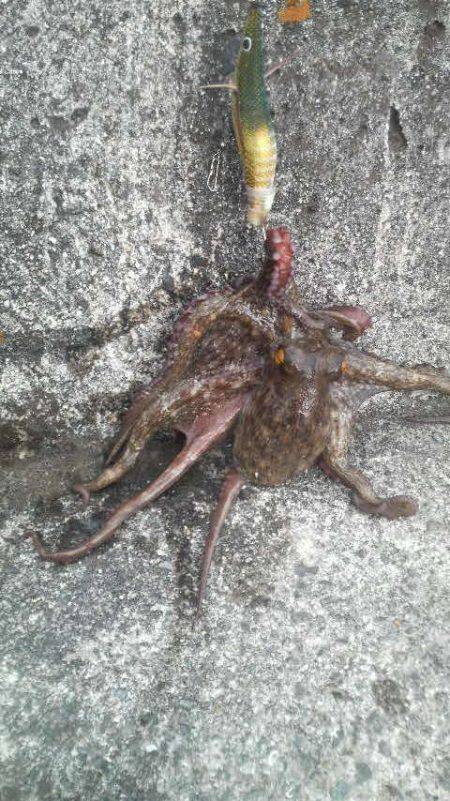 まだまだタコは釣れるよ!