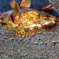 まだ居るの！？アジング