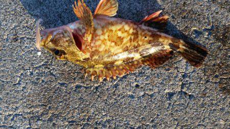 まだ居るの！？アジング