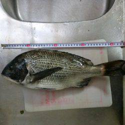 数年ぶりのフカセ