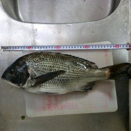 数年ぶりのフカセ