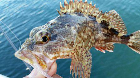 やっとでたー！旨アジー！！