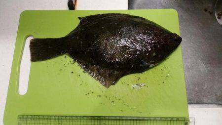 クリスマスカレイ