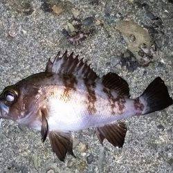 半年ぶりくらいに！