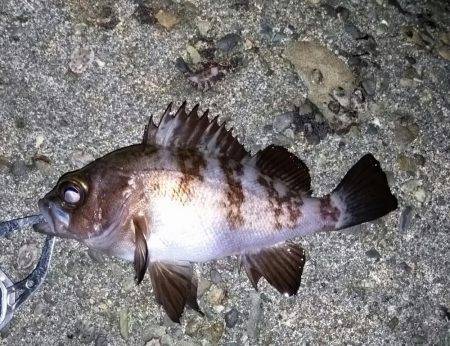 半年ぶりくらいに！