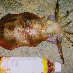 久しぶりのイカ