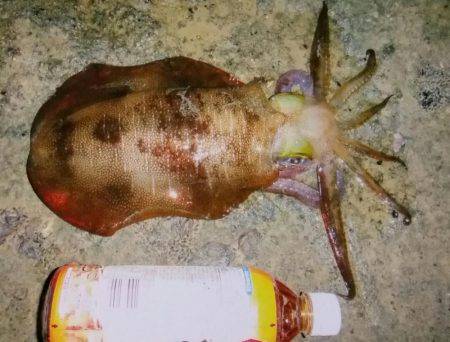 久しぶりのイカ