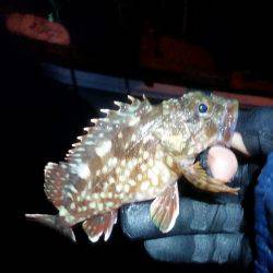 雨の中メバリング