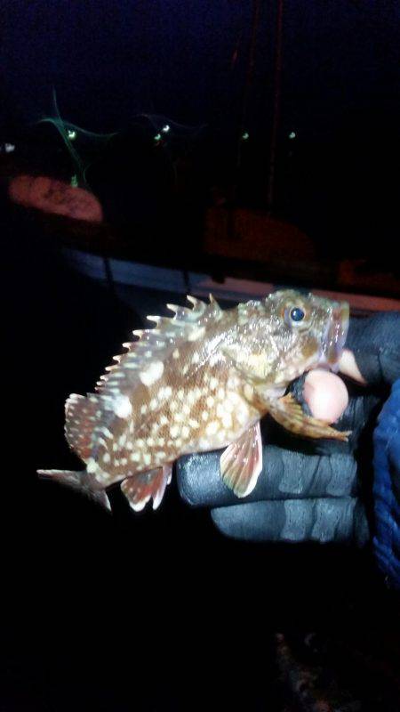 雨の中メバリング