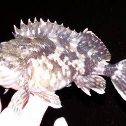 釣りのサンタさんこない