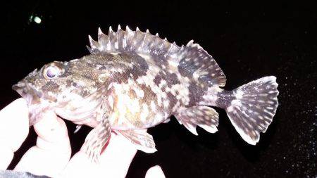 釣りのサンタさんこない