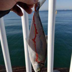 タチウオその他