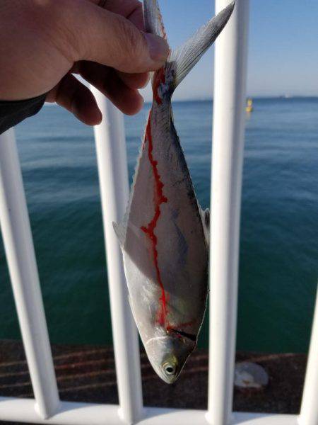 タチウオその他