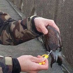 スミイカ釣れました