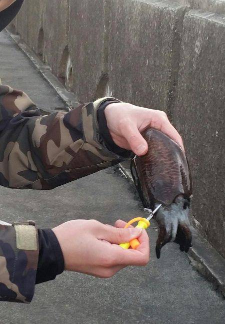 スミイカ釣れました