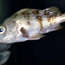 釣り納めメバリング