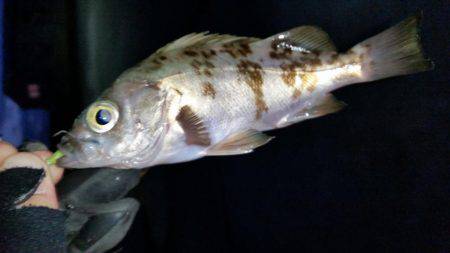 釣り納めメバリング