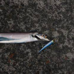 南芦屋浜タチウオ