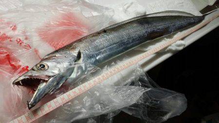 太刀魚、カマス、カサゴが好調！