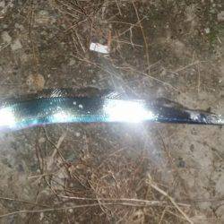 陸ッパリからスーパードラゴン