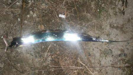 陸ッパリからスーパードラゴン