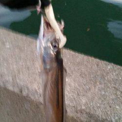 まだまだタチウオいける!