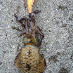 渋いがヤット釣れた