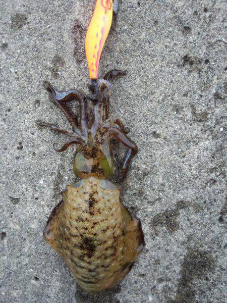 渋いがヤット釣れた