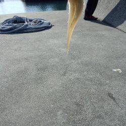 エギング+餌釣り