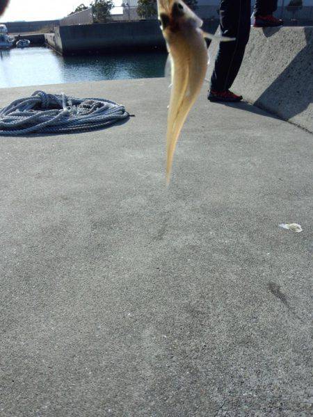 エギング+餌釣り