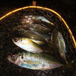 ようやくのジャンボ！