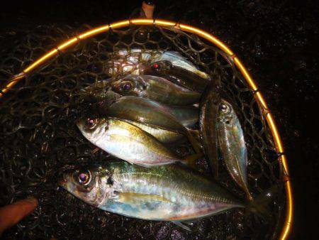 ようやくのジャンボ！