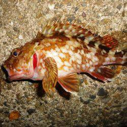 久々にガシリング