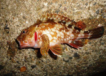 久々にガシリング