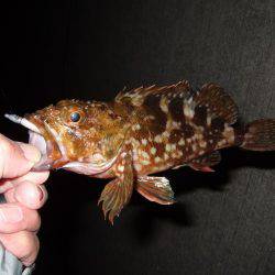 今シーズン初のメバル調査