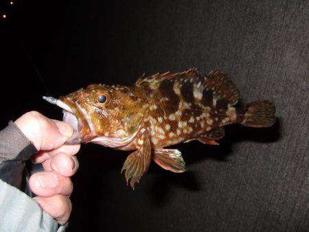 今シーズン初のメバル調査