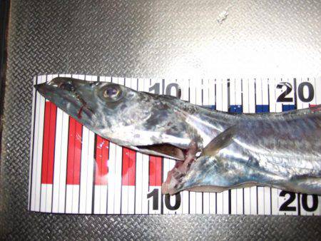 父とタチウオ釣り