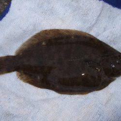 カレイが釣りたい。