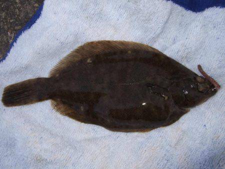 カレイが釣りたい。