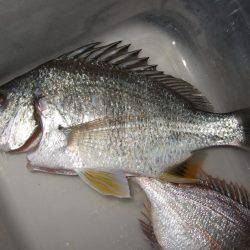 カレイが釣りたい。２