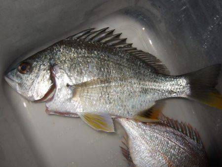 カレイが釣りたい。２