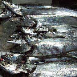 今日のタチウオは慎重。