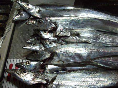 今日のタチウオは慎重。