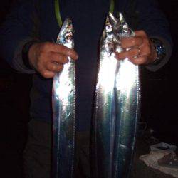 タチウオと短時間勝負！　