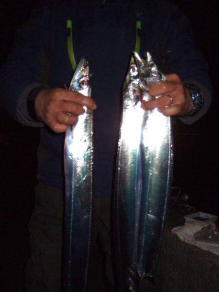 タチウオと短時間勝負！　