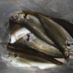 淡路島で、メバル遠征。