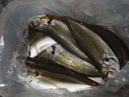 淡路島で、メバル遠征。