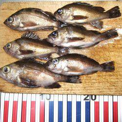 夕方のメバル狙い。